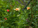 DSCN5193