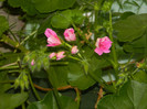 DSCN5195