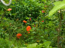 DSCN5200