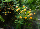 DSCN5209