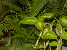 DSCN5222