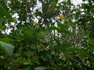 DSCN5223