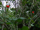 DSCN5225