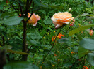 DSCN5226