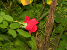 DSCN5228