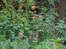 DSCN5229