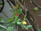 DSCN5231