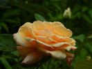 DSCN5234