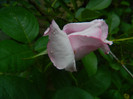 DSCN5236