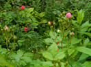 DSCN5242