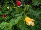 DSCN5249