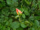 DSCN5255