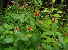 DSCN5258