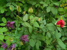 DSCN5259