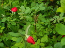 DSCN5264
