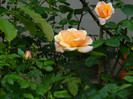 DSCN5265