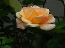 DSCN5268