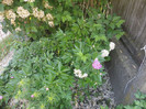 DSC04735