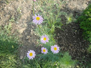 Margarete colorate