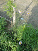 DSC04740