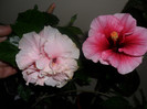 Hibiscus Yoder Camelia  Clasic Pink
