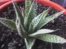 Multumesc domnului Nevezi! - Haworthia aristata