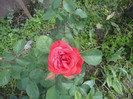 DSC04717