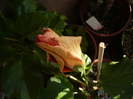 P1130521