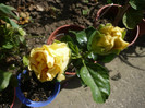 P1130556