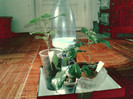 plantutele si bonusul