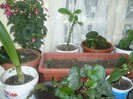 FLORICELE !