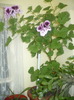 P1110295