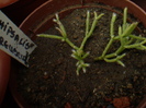 RHIPSALIS CEREUSCULA