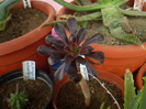 AOENIUM ARBOREUM V. ATROPURPUREUM