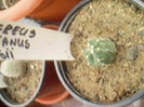 ECHINOCEREUS KNIPPELIANUS V. REYESII