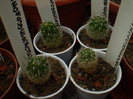 ECHINOFOSSULOCACTUS