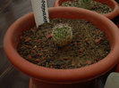 ECHINOFOSSULOCACTUS