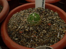 ECHINOFOSSULOCACTUS