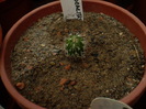 ECHINOFOSSULOCACTUS