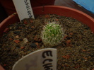 ECHINOFOSSULOCACTUS