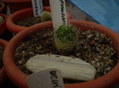 ECHINOFOSSULOCACTUS