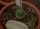 ECHINOFOSSULOCACTUS
