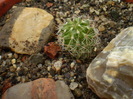 ECHINOFOSSULOCACTUS