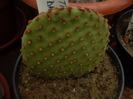 OPUNTIA MICRODASYS RUFIDA