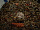 ECHINOCEREUS LAUI