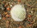AYLOSTERA MUSCULA