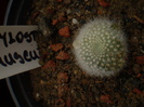AYLOSTERA MUSCULA