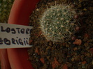 AYLOSTERA FIEBRIGII