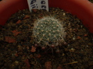 AYLOSTERA FIEBRIGII