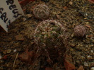 ECHINOCEREUS STOLONIFERUS